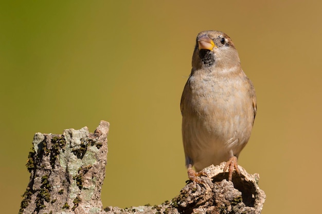 Foto pardal-doméstico passer domesticus málaga espanha