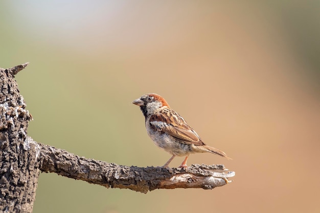 Pardal-doméstico Passer domesticus Málaga Espanha