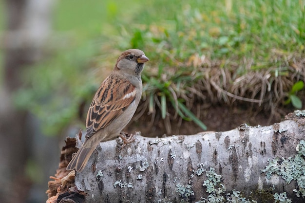 Pardal-doméstico (Passer domesticus) Málaga, Espanha