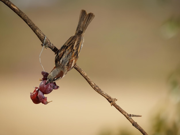 Pardal doméstico (Passer domesticus). Pássaro comendo uvas.