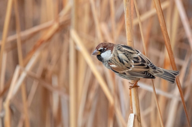 Pardal espanhol (Passer hispaniolensis) Málaga, Espanha