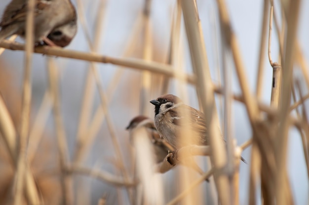 Foto pardal fofo nos juncos em um dia quente de primavera