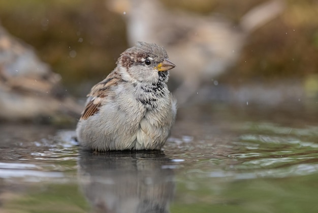 Pardal Passer domesticus um jovem pardal está tomando banho