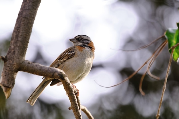 Pardal ruivo (Zonotrichia capensis), um pequeno pássaro passeriforme empoleirado em um galho solitário entre as árvores.