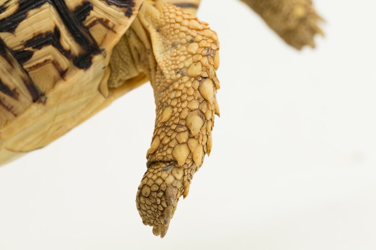 Foto pardalis do geochelone da tartaruga leopardo isolado no fundo branco