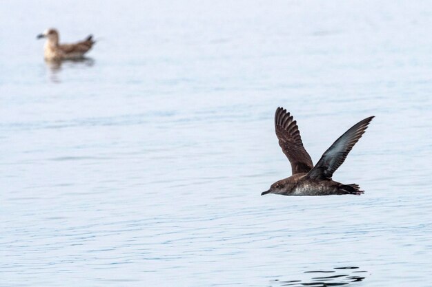 Pardela balear Puffinus mauretanicus Málaga España