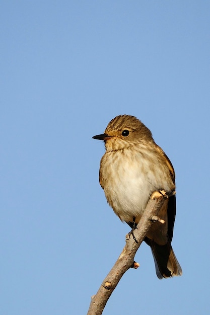 El pardillo común es una especie de ave paseriforme de la familia fringillidae.