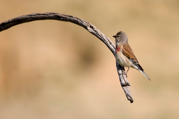 El pardillo común es una especie de ave paseriforme de la familia fringillidae.