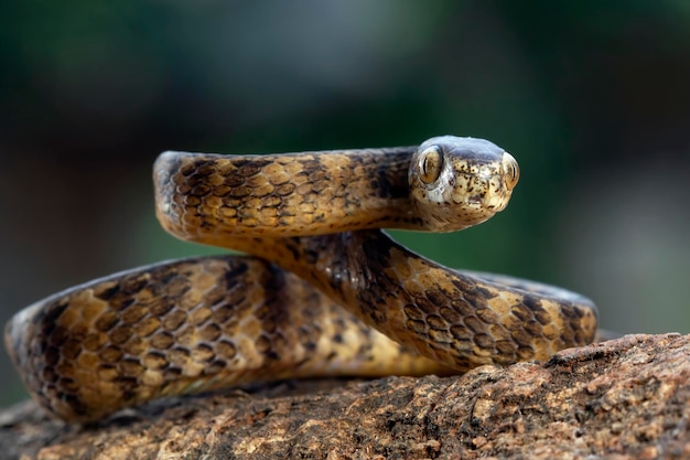 Pareas carinatus Nahaufnahme auf Holz