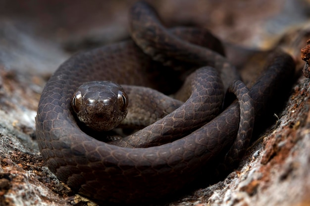 Pareas Carinatus Nahaufnahmekopf auf Holz