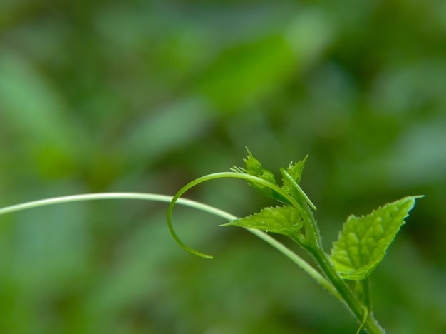 Parece um belo ramo com folhas verdes claras para o fundo da natureza