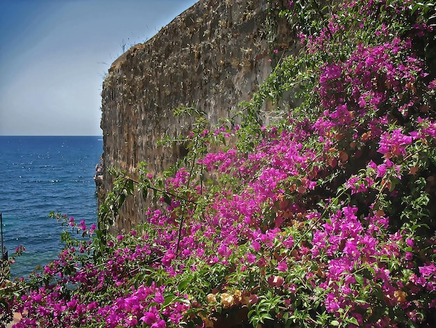 Foto pared de una antigua fortaleza del sur en flores de color púrpura