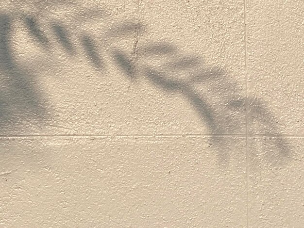 Foto una pared beige con sombras de hojas y la sombra de una rama.