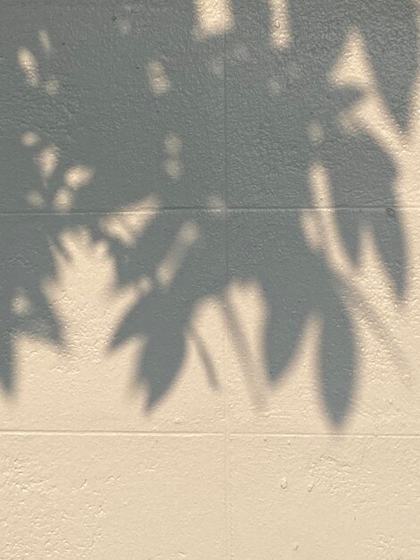 Una pared blanca con la sombra de una planta