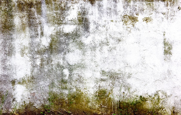 Pared cubierta con una gran cantidad de moho.