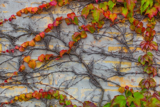 Pared cubierta con hiedra de hermosos colores