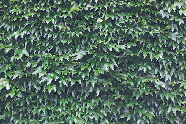 Pared cubierta de hiedra verde