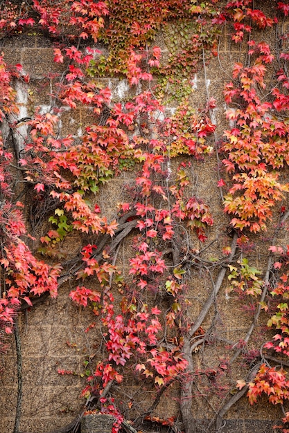 Pared cubierta por hojas de hiedra trepadora roja caída de fondo