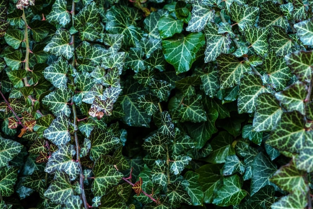 Una pared de escalador hiedra común. Verde floral