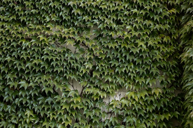 La pared está cubierta con hojas de color verde oscuro de uvas silvestres