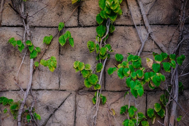 La pared está hecha de ladrillo y luego pintada de blanco Hay enredaderas en la pared izquierda Esta pared es popular en estilo inglés También conocida como estilo vintage como fondo con espacio de copia