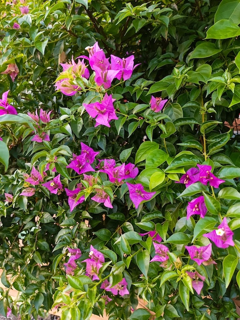 Foto una pared de flores violetas con hojas verdes y la palabra buganvillas.