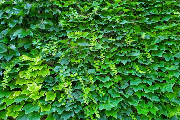 Pared de fondo natural verde de uvas