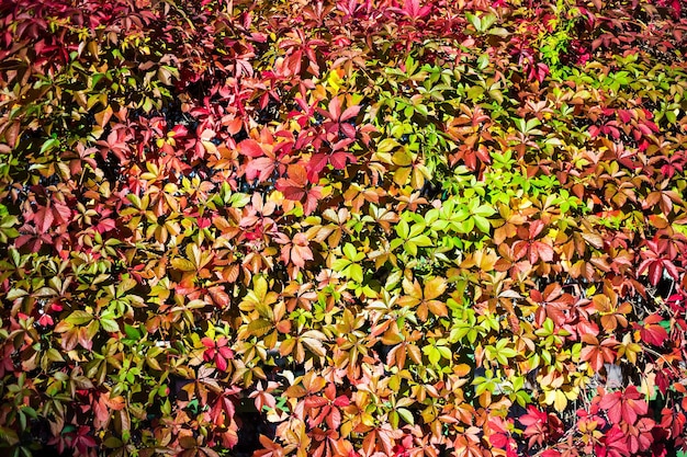 Pared de fondo de otoño cubierta de hiedra con hojas coloridas