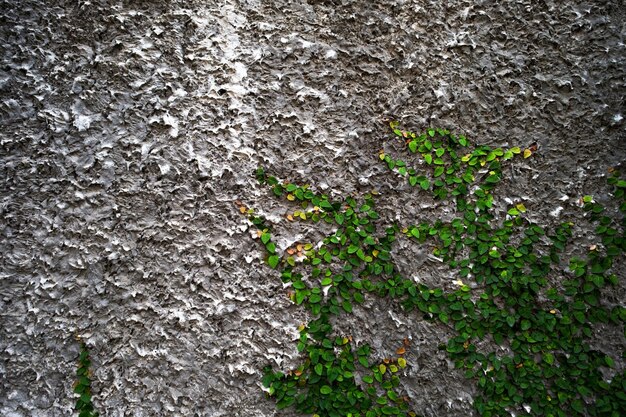 Pared gris con planta de hiedra verde