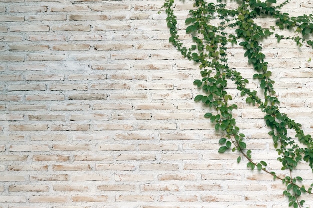 Foto la pared está hecha de ladrillo y luego pintada de blanco. hay enredaderas en la pared izquierda.