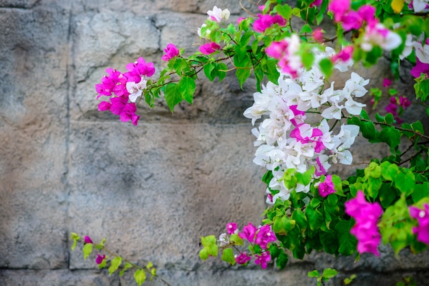 Una pared con hermosas flores.