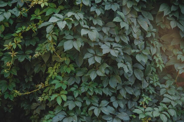 Una pared de hiedra con una hoja verde.