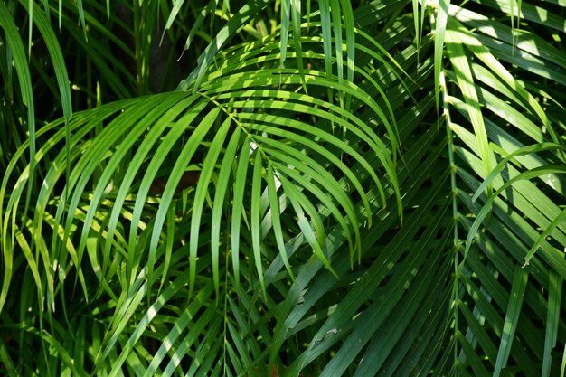 Pared de hoja de palma verde