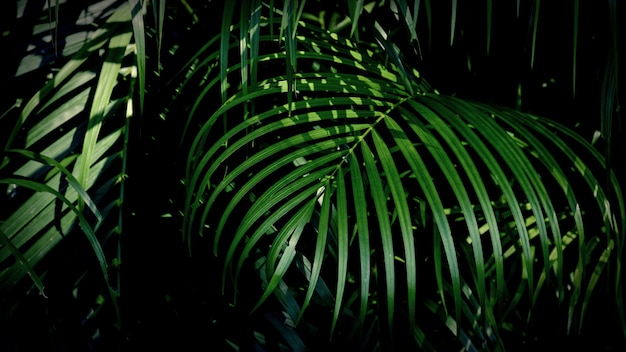 Pared de hoja de palma verde