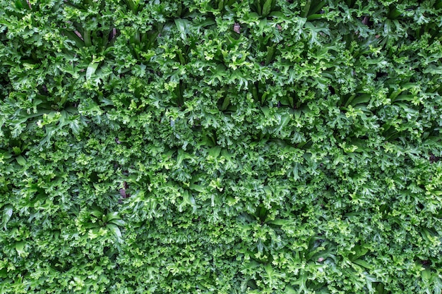 Pared de hoja verde natural. Textura de la pared de la hierba verde para el diseño del contexto.