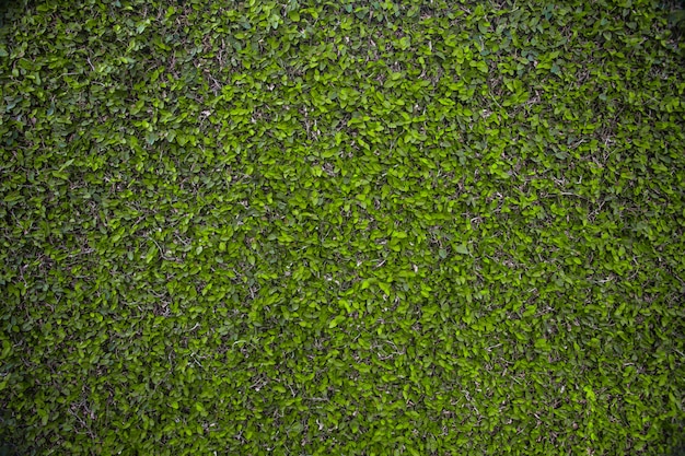 Pared de hojas verdes