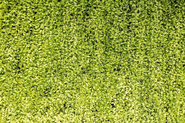 pared de hojas verdes