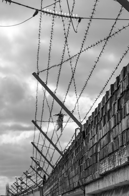 Pared de ladrillo con alambre de púas y pájaro muerto - fotografía en blanco y negro.