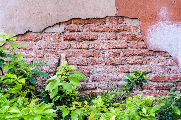 Pared de ladrillo antiguo y plantas en él