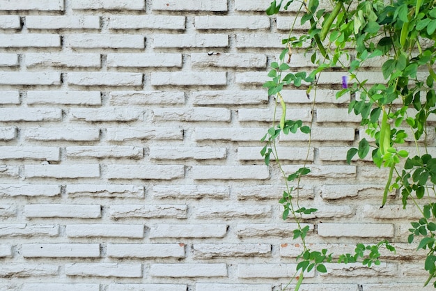 Pared de ladrillo blanco para el fondo.