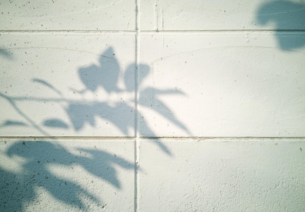 Pared de ladrillo blanco, luz del sol matutina con sombras de ramas y hojas.