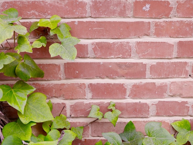 Pared de ladrillo con borde de planta de hiedra para fondos