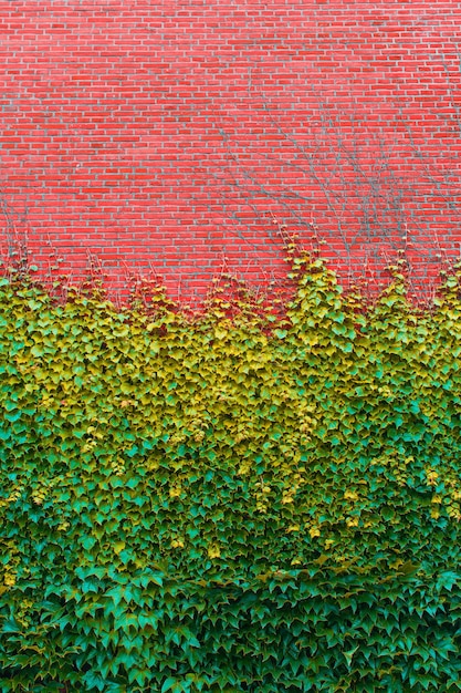 Pared de ladrillo cubierta de hiedra verde