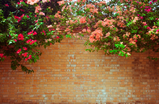 Pared de ladrillo con flores rosas