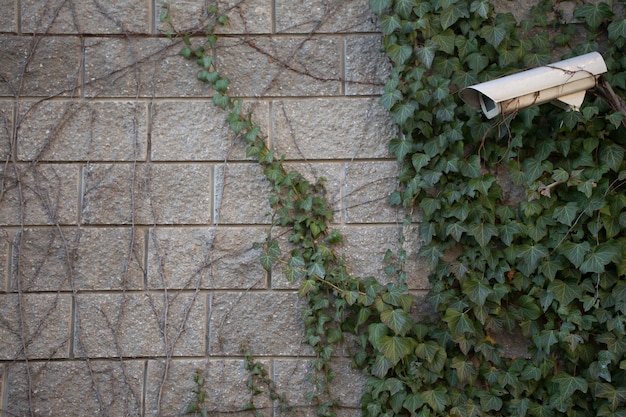 Una pared de ladrillo gris con hiedra verde y uvas silvestres. hojas verdes