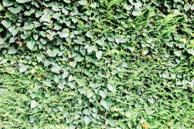 Pared de ladrillo gris con muchas plantas alrededor.