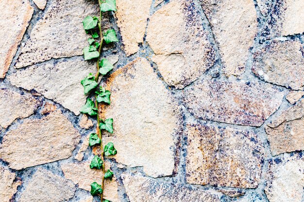 Foto pared de ladrillo gris con muchas plantas alrededor.