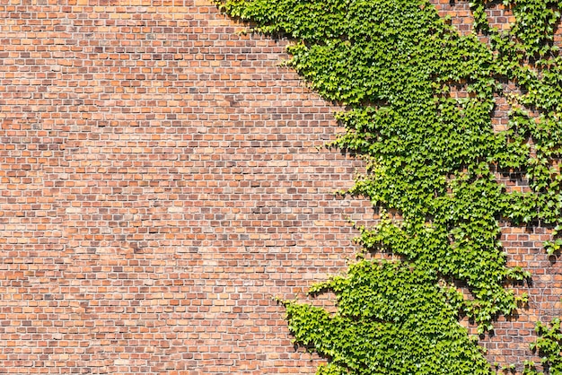 Pared de ladrillo y hiedra de hojas overgrown para los fondos.