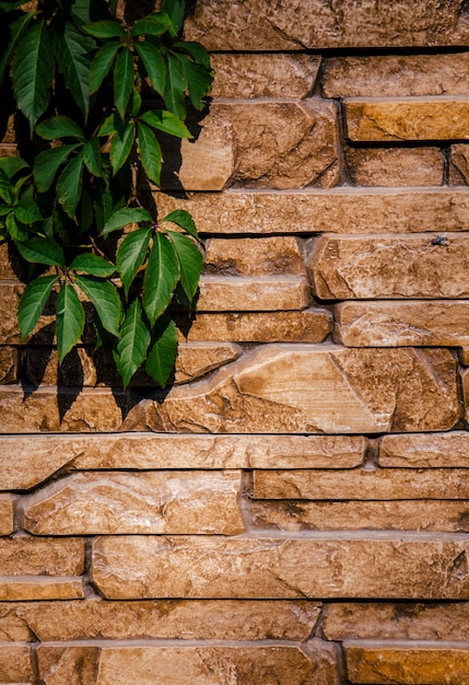 Pared de ladrillo marrón con hojas verdes