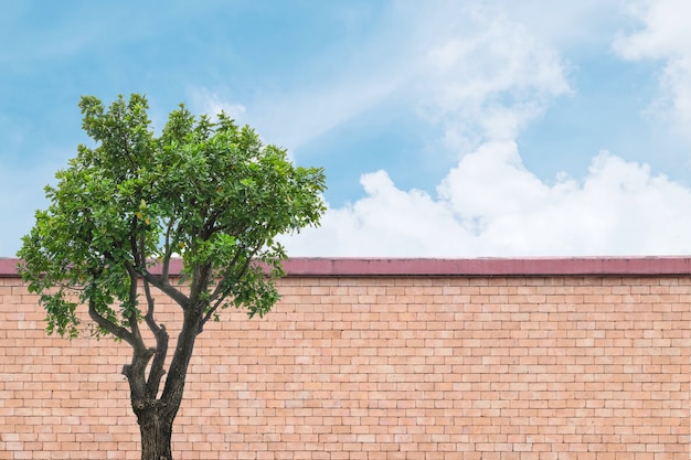 Foto pared de ladrillo marrón del primer con el fondo del árbol verde y del cielo azul